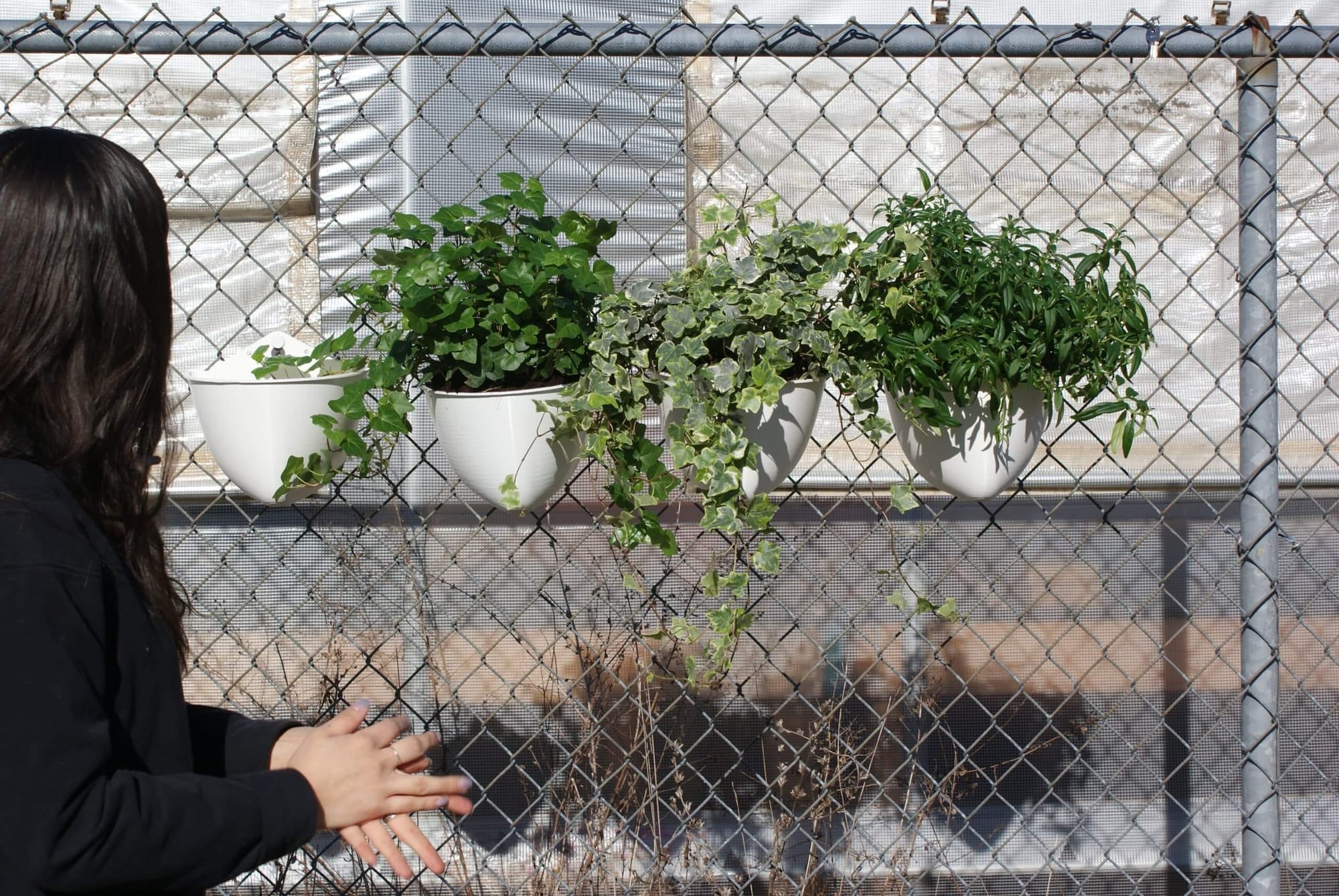 Plant Seads planters in a chain link fence