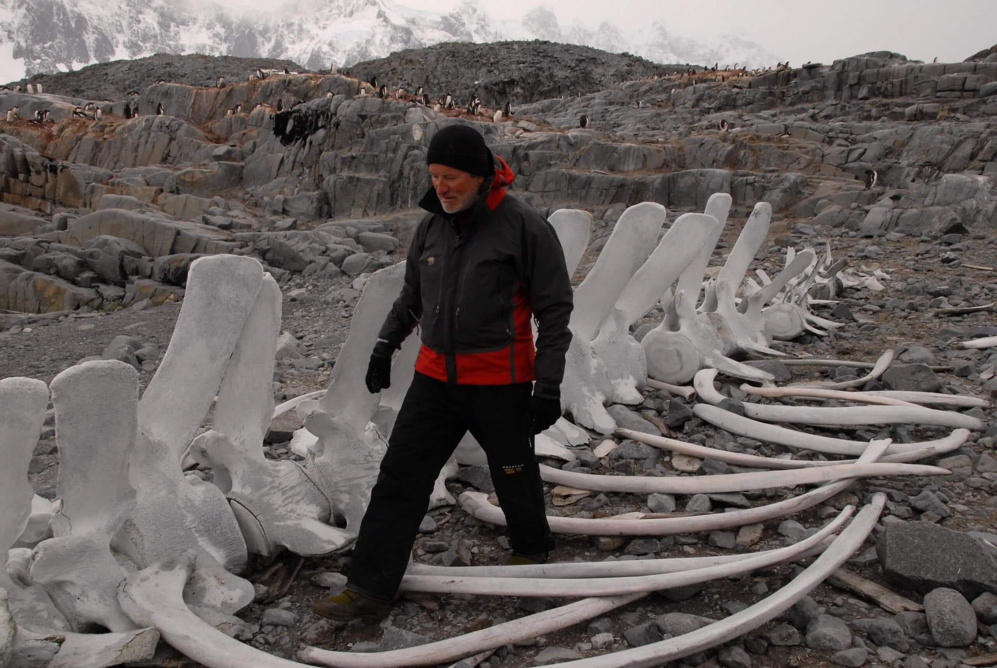 Jon Bowermaster stepping over the bones of a whale.